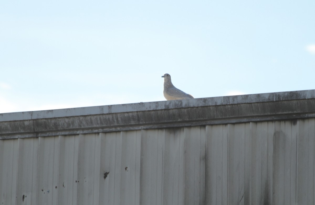 Iceland Gull (kumlieni) - ML292504151