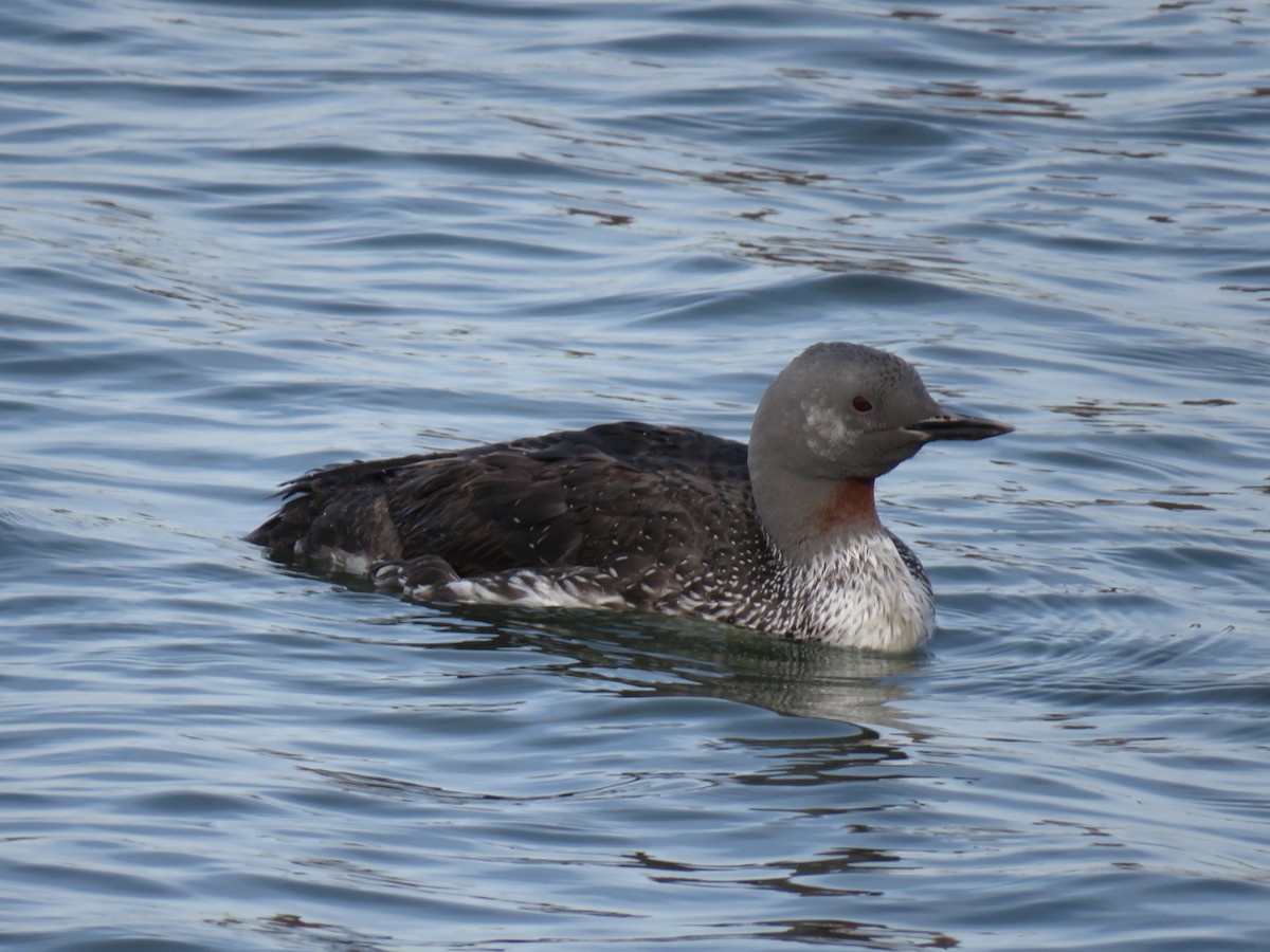 Red-throated Loon - ML292507491