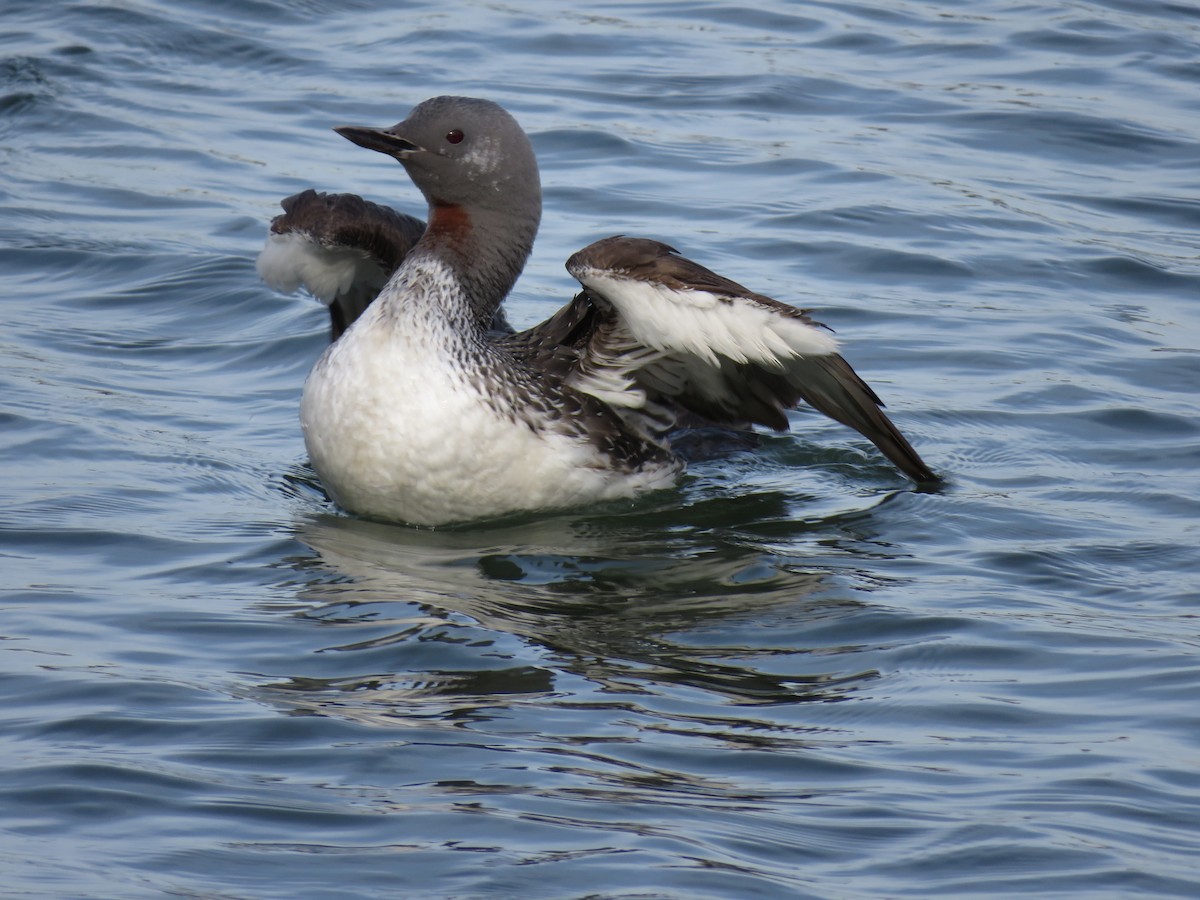 Red-throated Loon - ML292507851