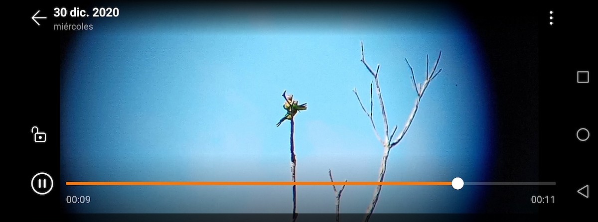 Brown-throated Parakeet - ML292509411