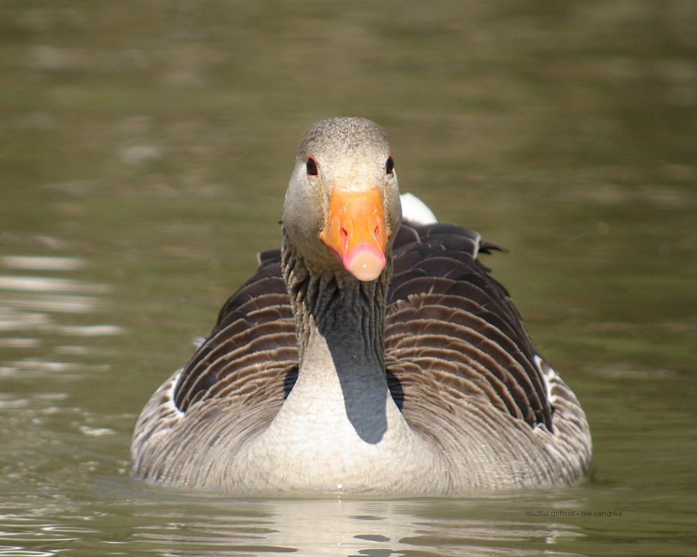 Graylag Goose - ML292509851