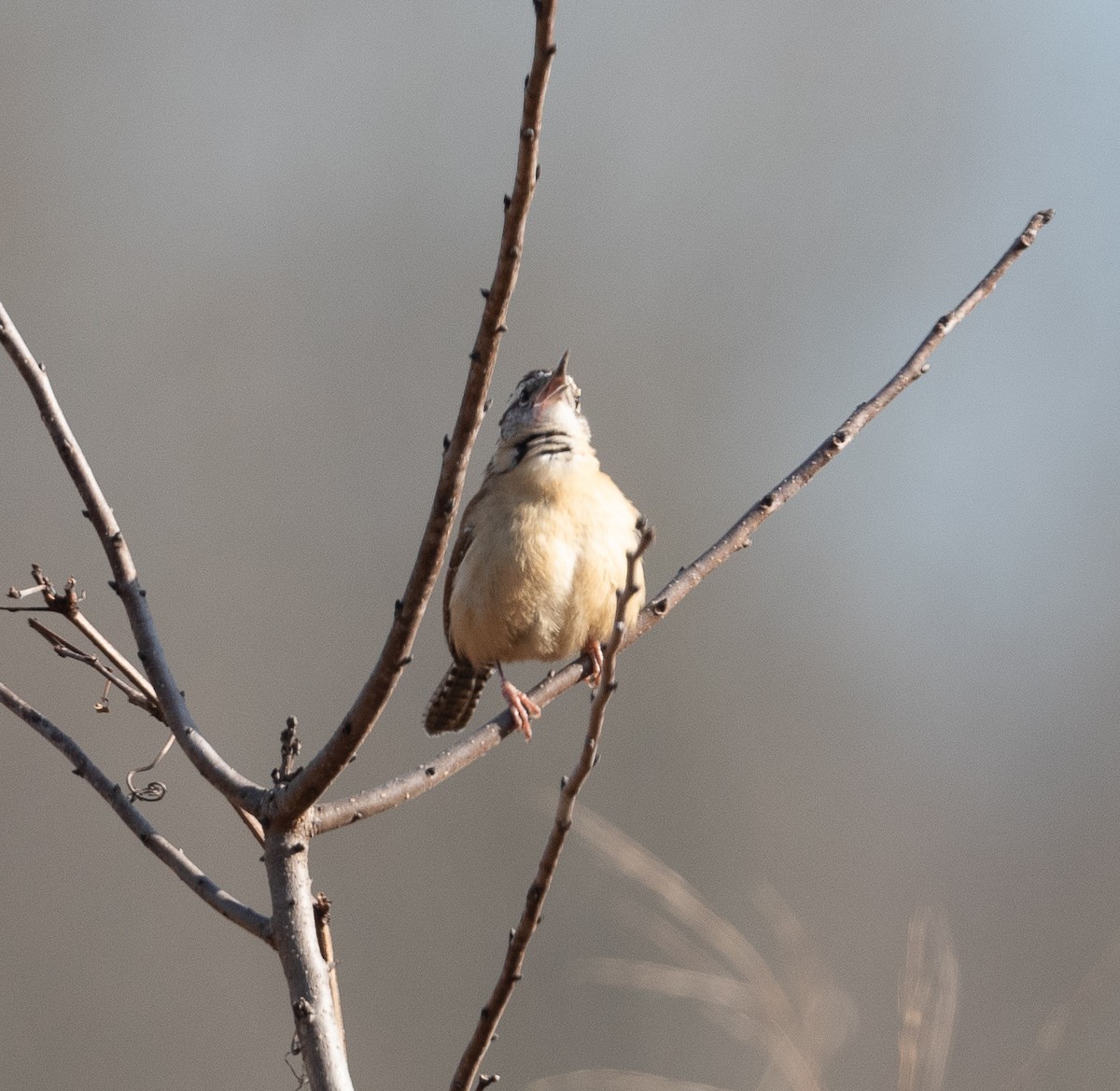 Carolina Wren - ML292510791