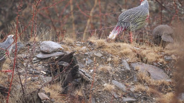 Blood Pheasant - ML292512951