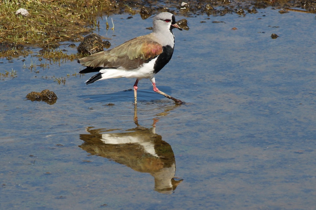 Southern Lapwing - ML292514191