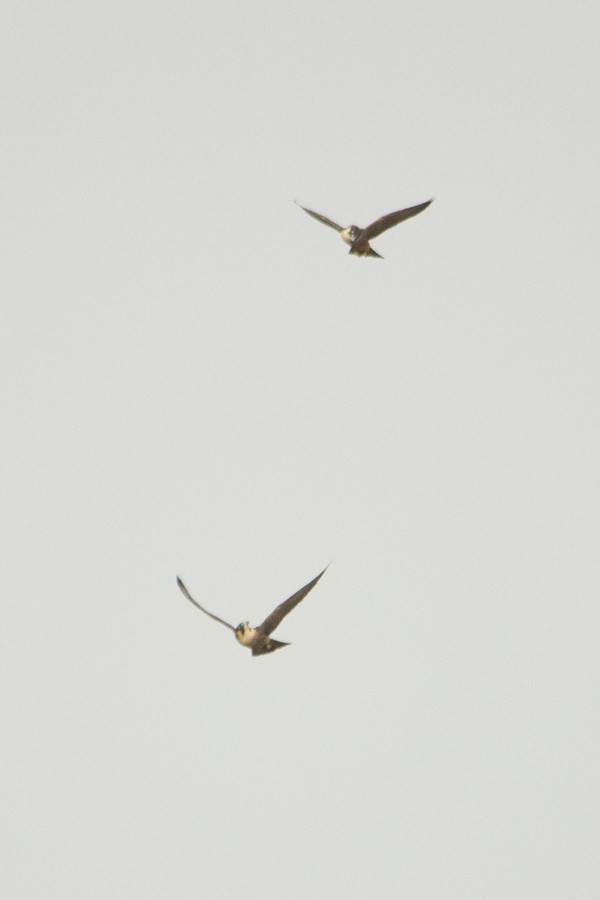 Peregrine Falcon (Shaheen) - Vinoba Anand