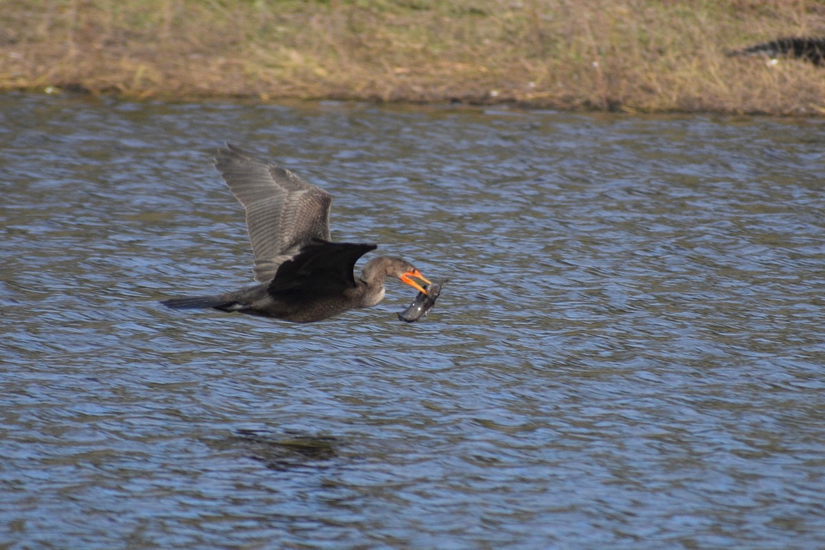 Double-crested Cormorant - ML292517491