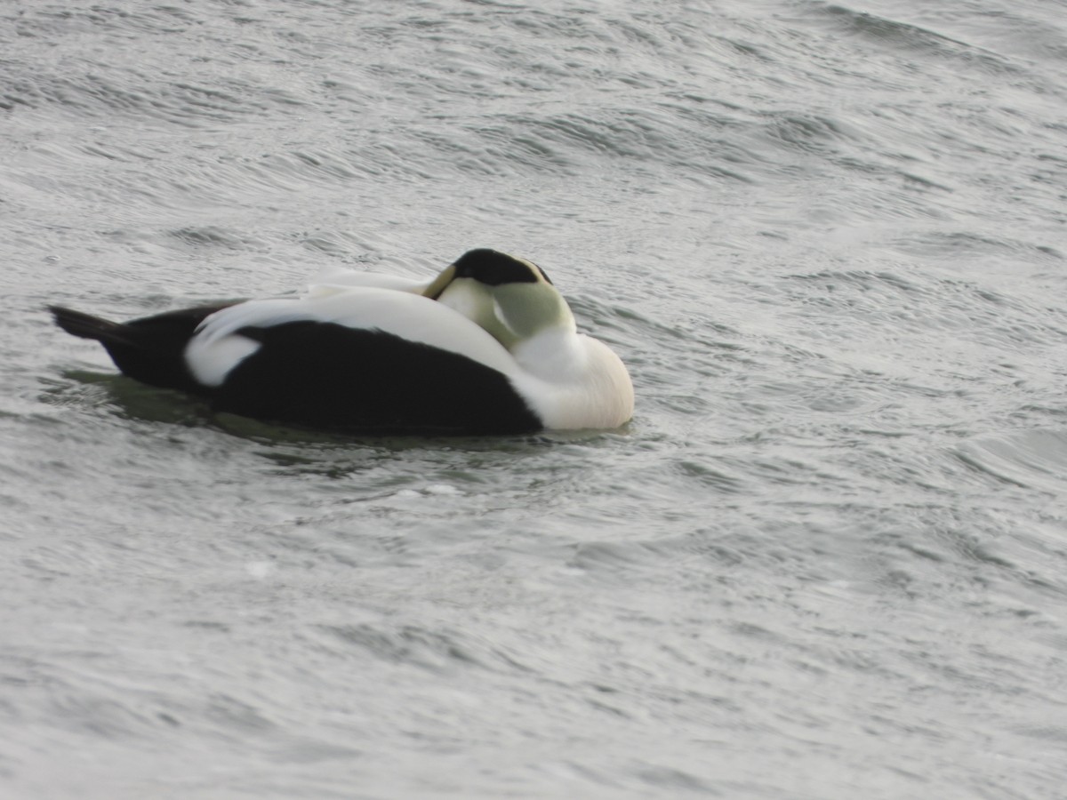 Common Eider - ML292517711