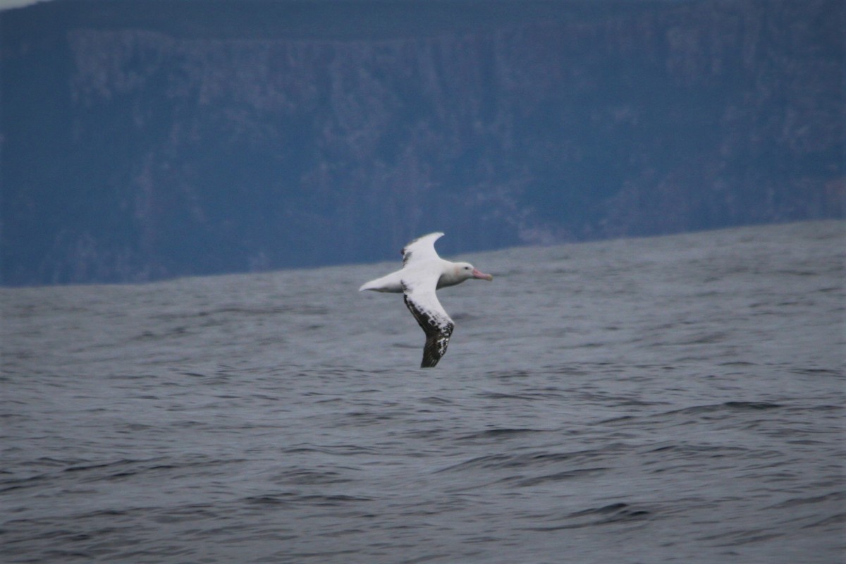 Albatros hurleur, A. de Tristan da Cunha ou A. des Antipodes - ML292517901