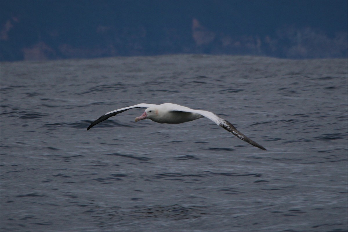 Albatros hurleur, A. de Tristan da Cunha ou A. des Antipodes - ML292517931