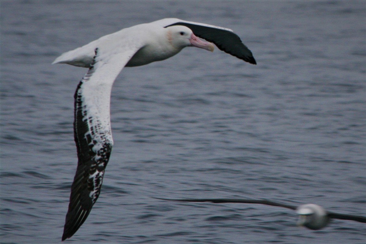 Albatros hurleur, A. de Tristan da Cunha ou A. des Antipodes - ML292517941