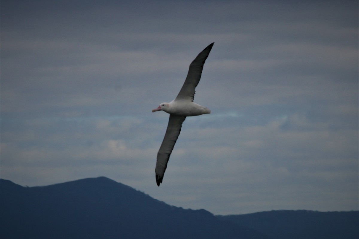 Albatros hurleur, A. de Tristan da Cunha ou A. des Antipodes - ML292517951