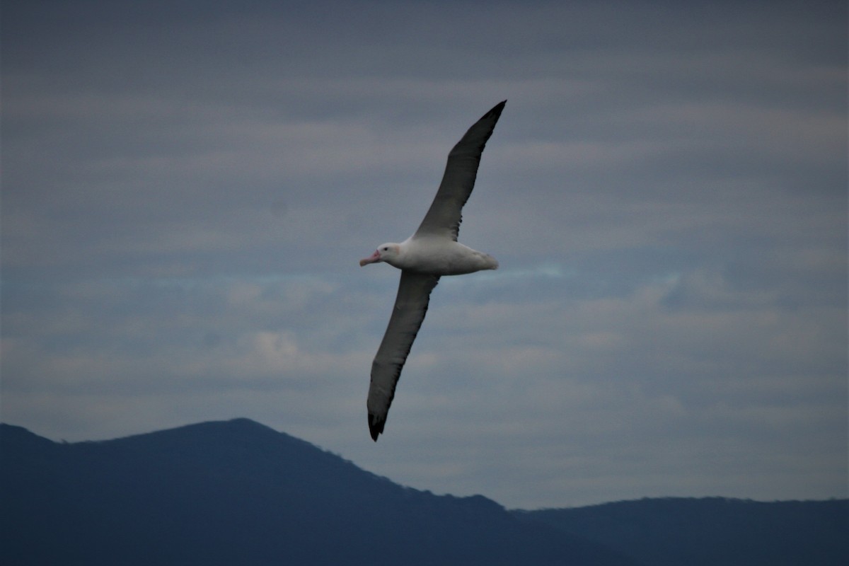 Snowy/Tristan/Antipodean Albatross - ML292517951