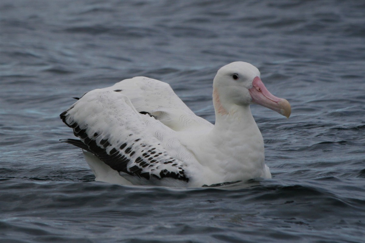 Albatros Viajero/de Tristán de Acuña/de las Antípodas - ML292517961