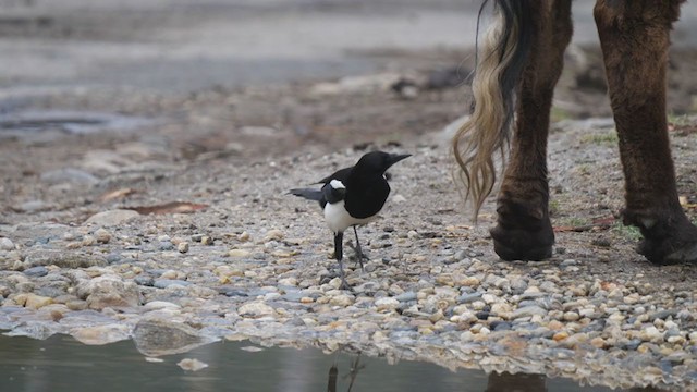 Black-rumped Magpie - ML292519181