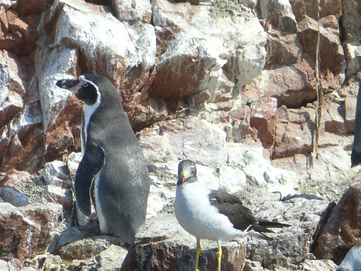 Humboldt Penguin - Peggy Page