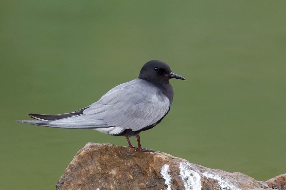Black Tern - Geoff Malosh