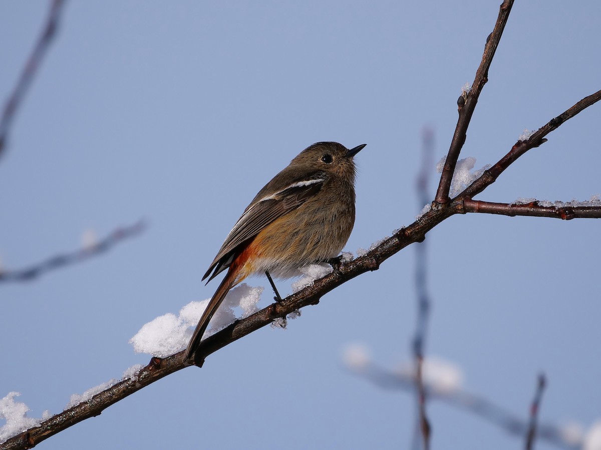 White-throated Redstart - ML292520911