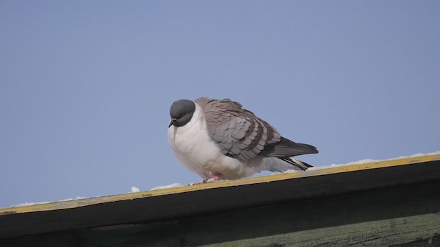 Pigeon des neiges - ML292522121