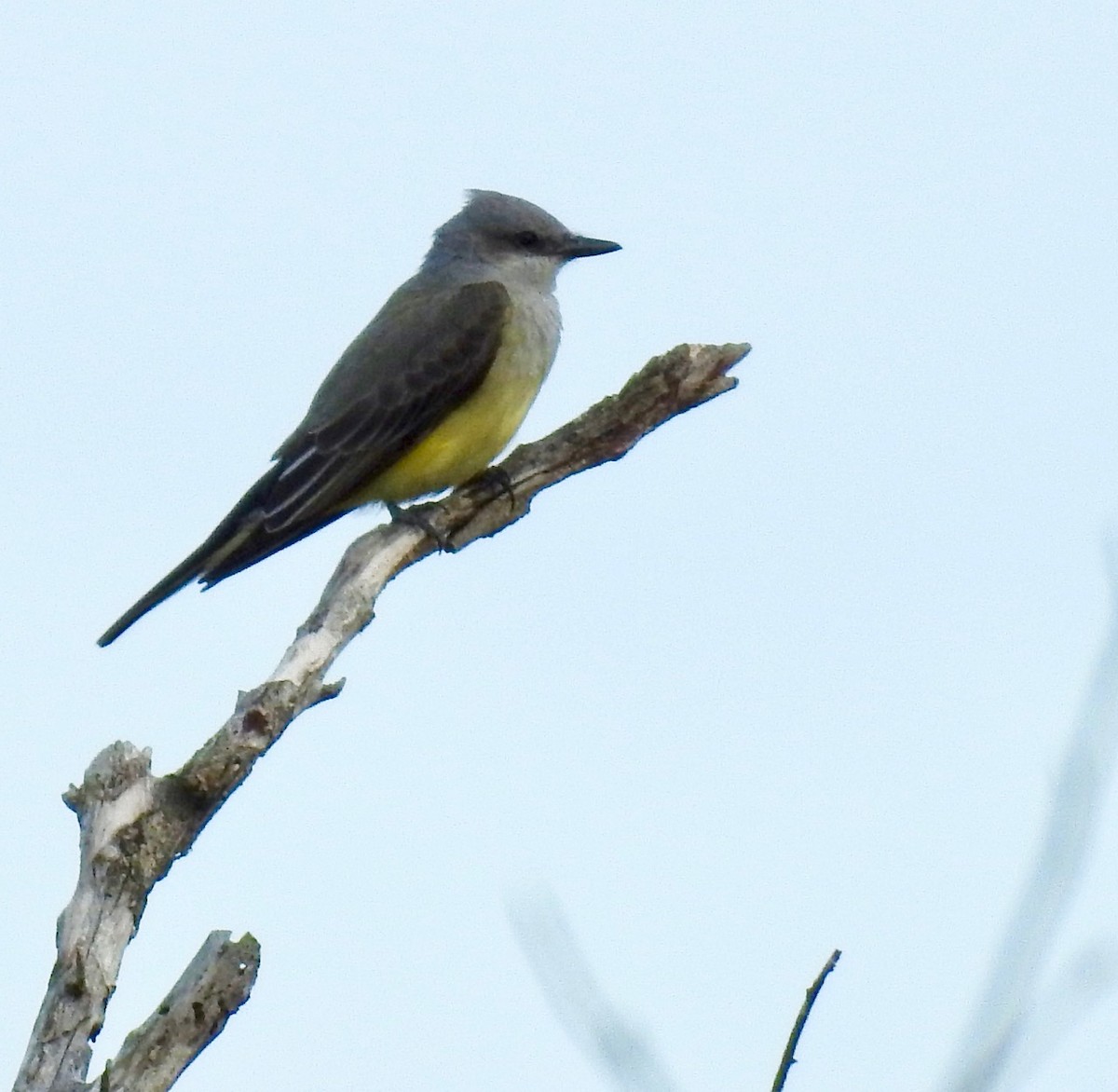 Western Kingbird - ML292524011