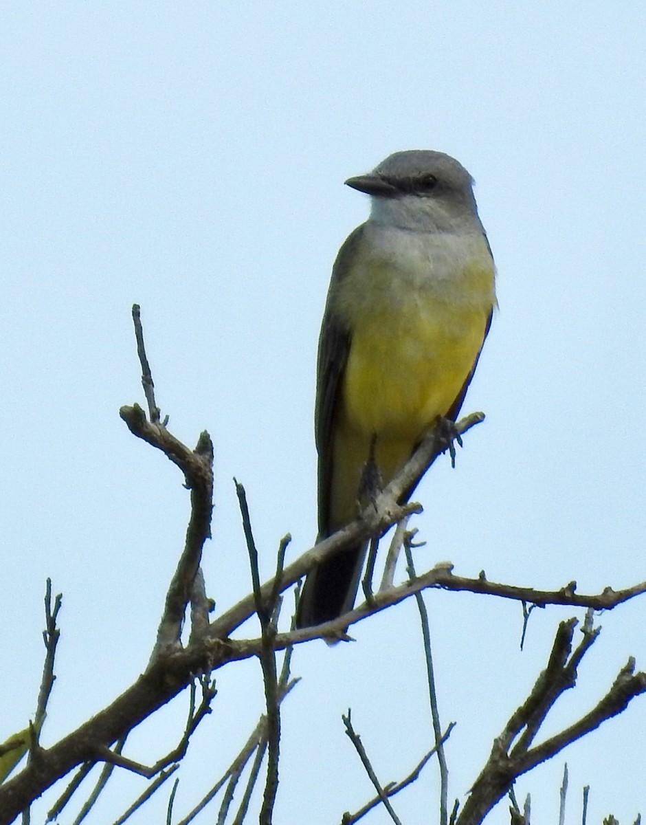 Western Kingbird - ML292524021