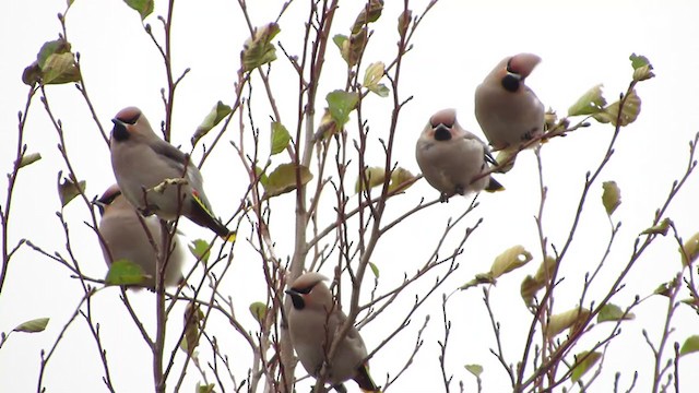 Bohemian Waxwing - ML292524591