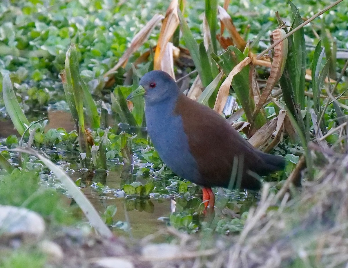 Black-tailed Crake - ML292528271