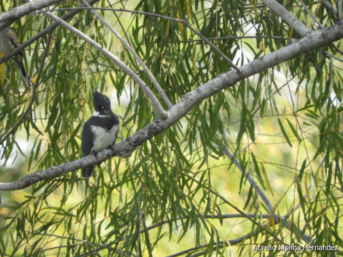Belted Kingfisher - ML292529441