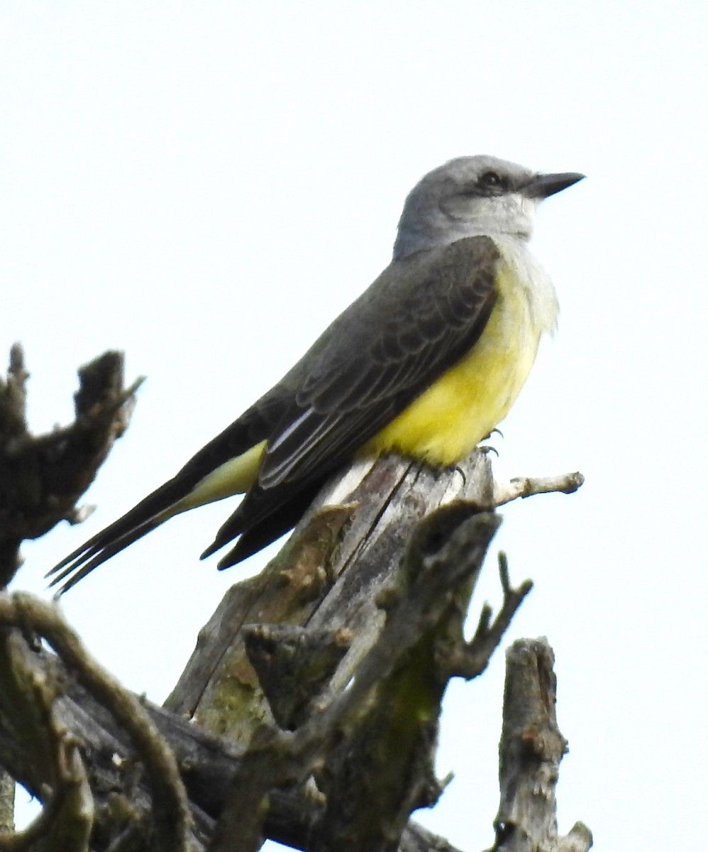 Western Kingbird - ML292530071