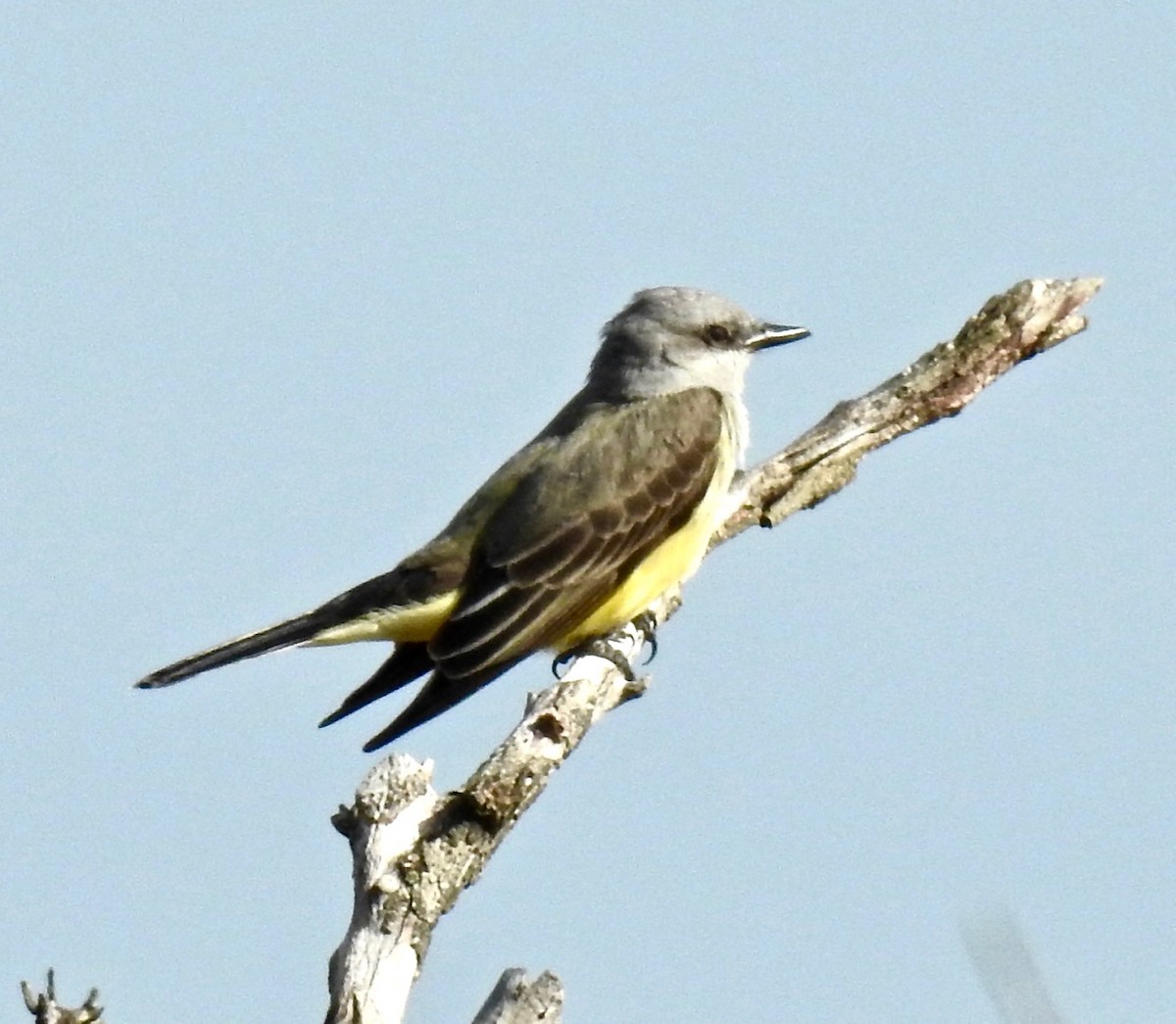 Western Kingbird - ML292530081