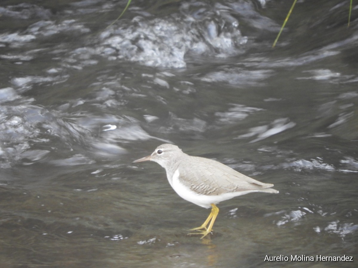 Spotted Sandpiper - ML292530461