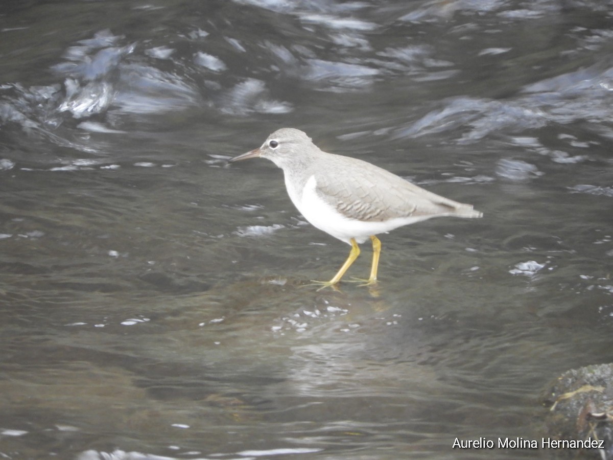 Spotted Sandpiper - ML292530471