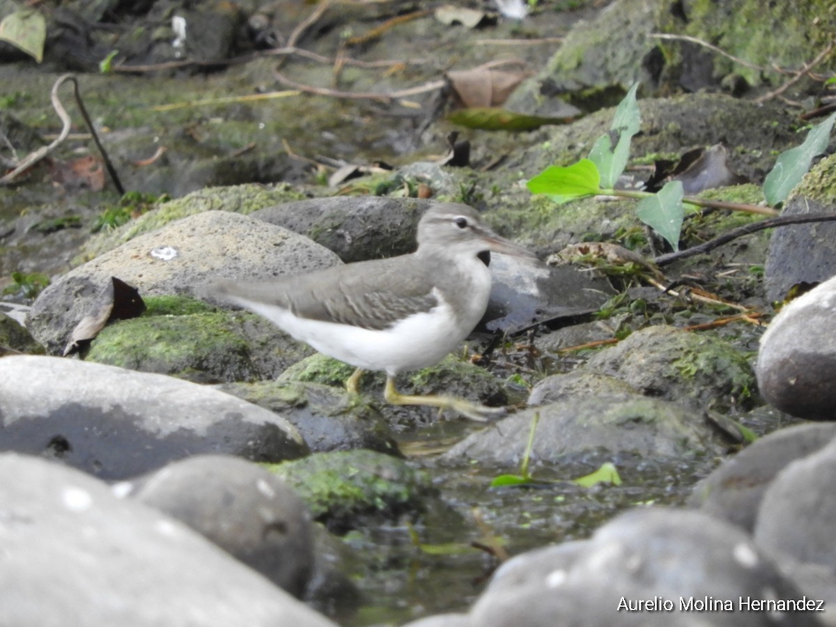 Spotted Sandpiper - ML292530481