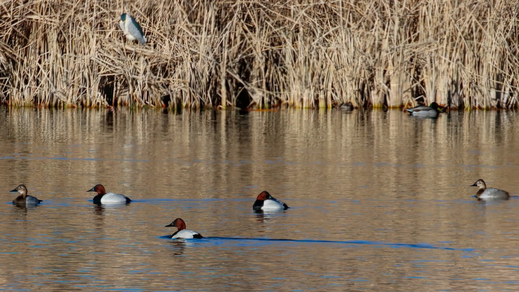 Canvasback - ML292533371