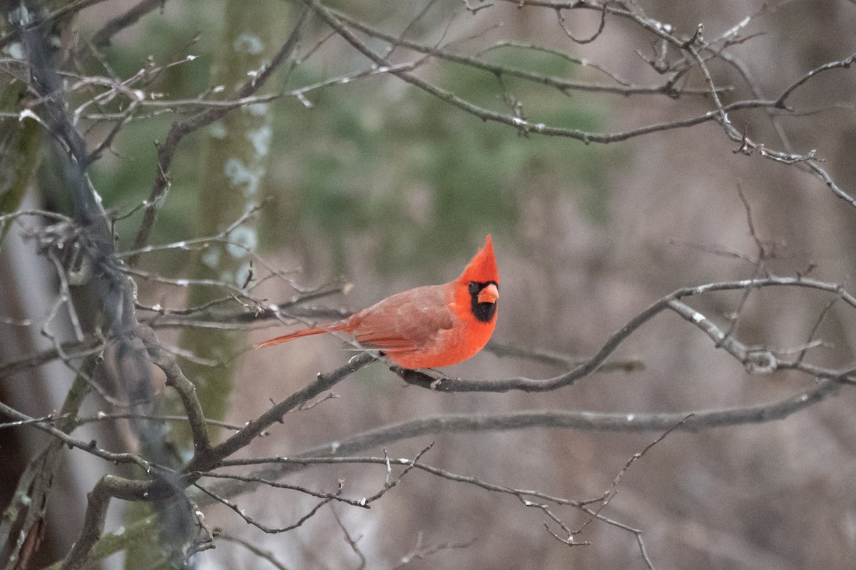 Northern Cardinal - Serg Tremblay