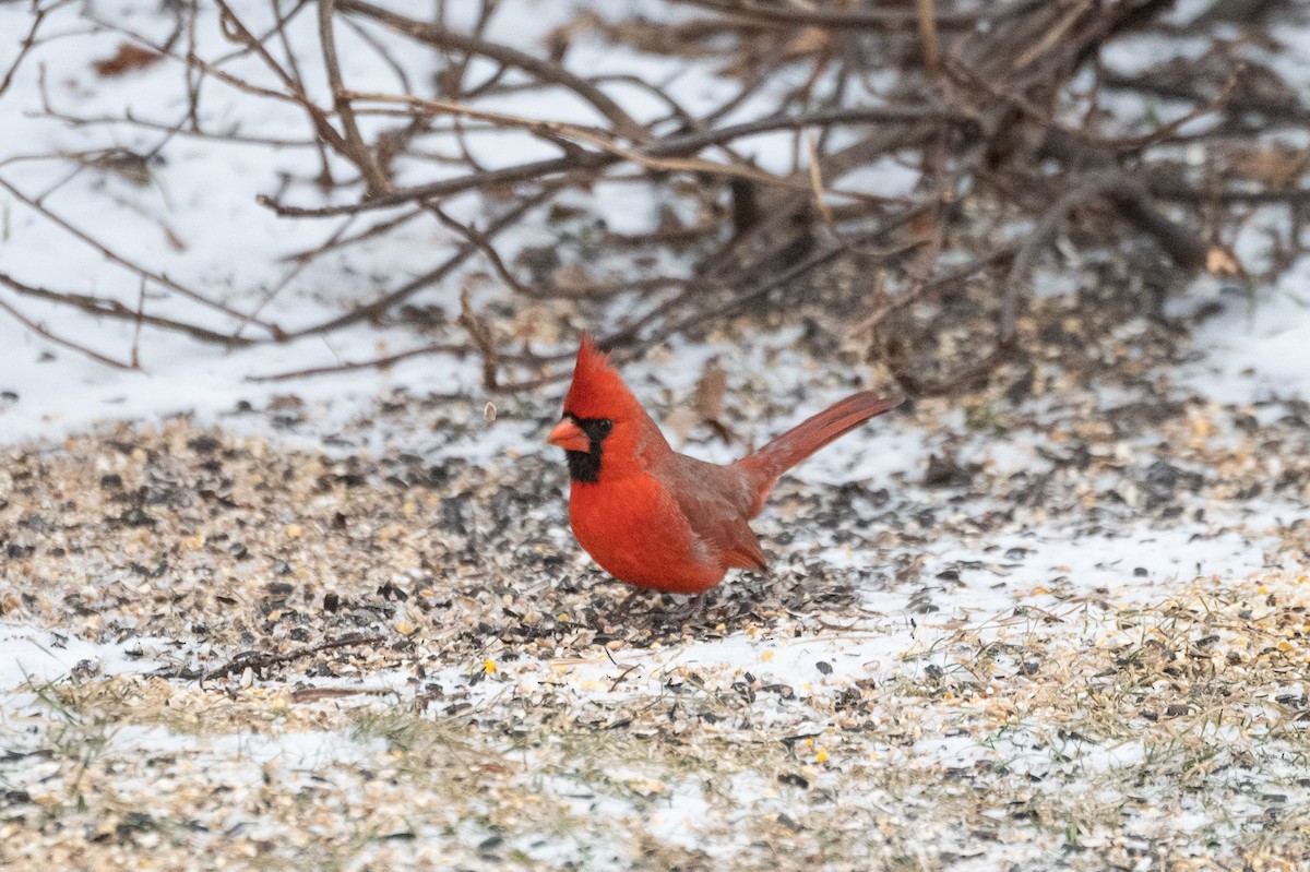 Northern Cardinal - Serg Tremblay