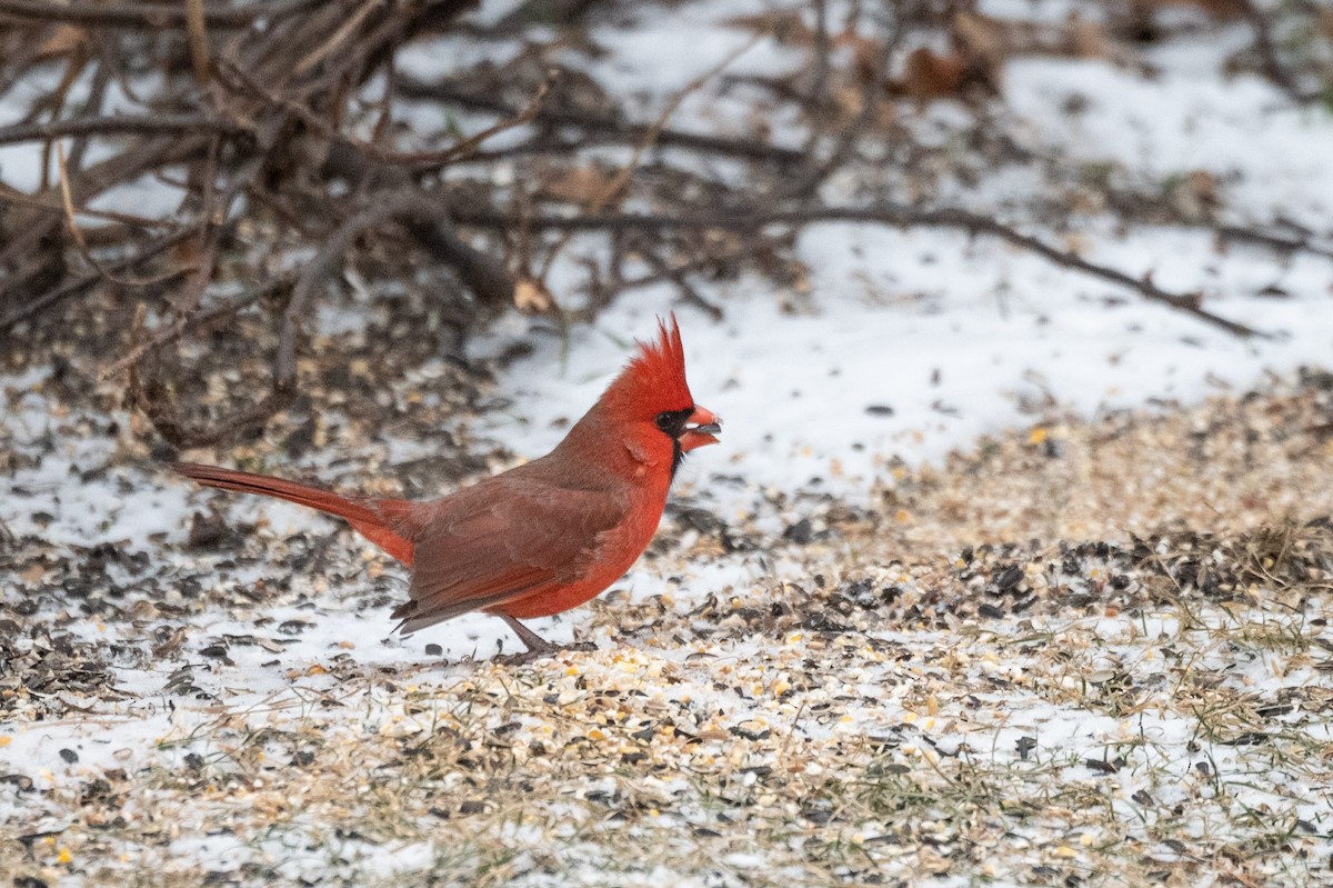 Northern Cardinal - Serg Tremblay