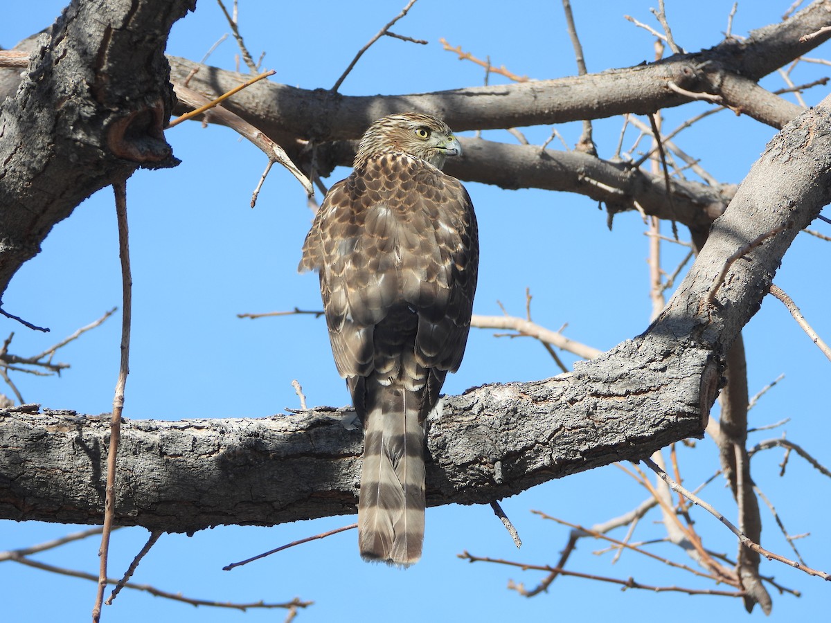 Cooper's Hawk - ML292535831