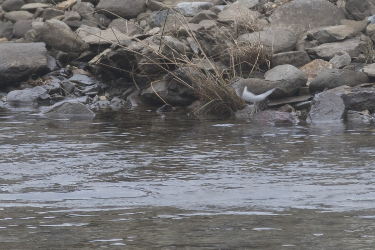 Хайргын хөгчүү - ML292536721