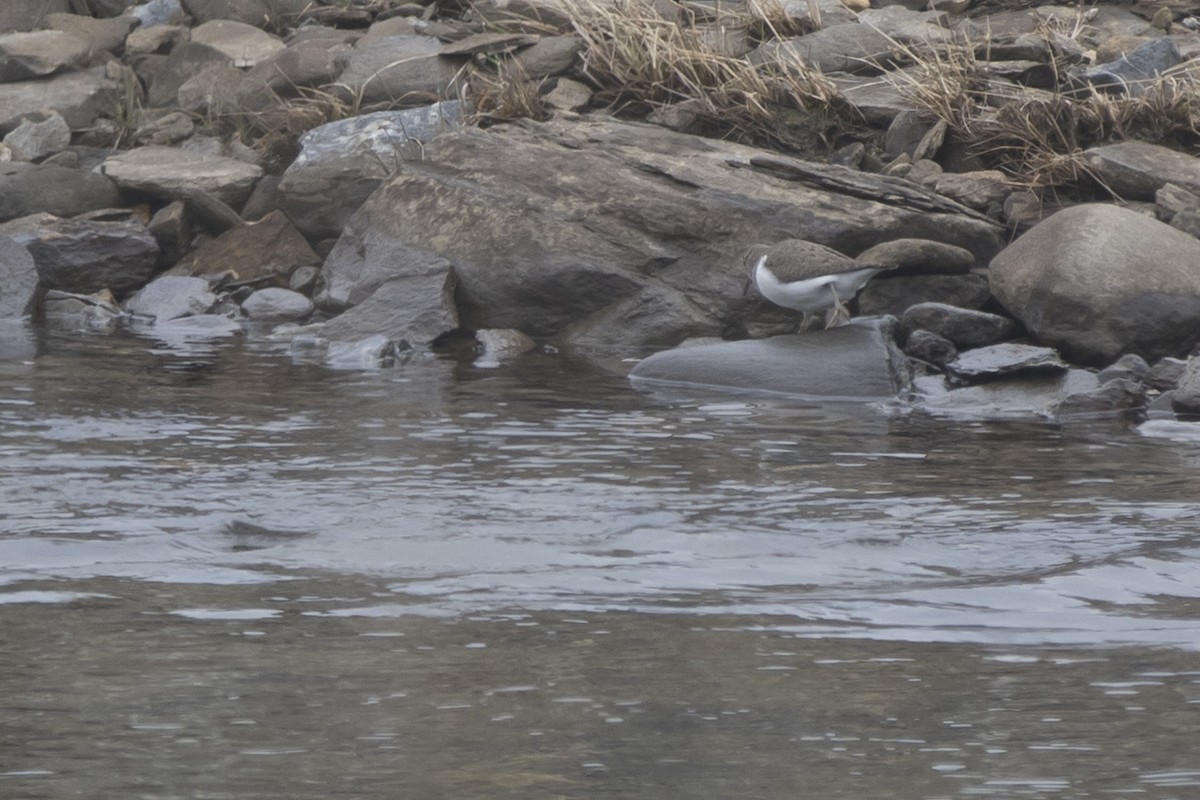 Хайргын хөгчүү - ML292536731