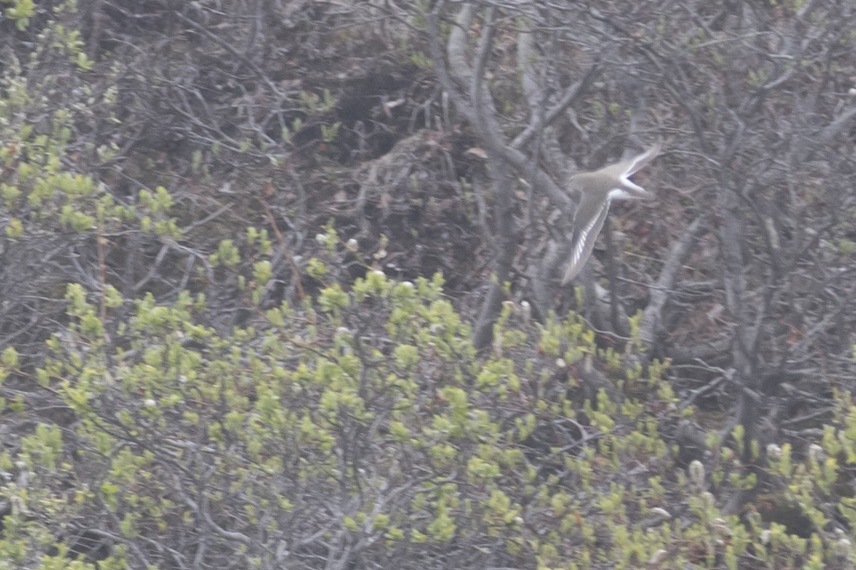 Хайргын хөгчүү - ML292536741