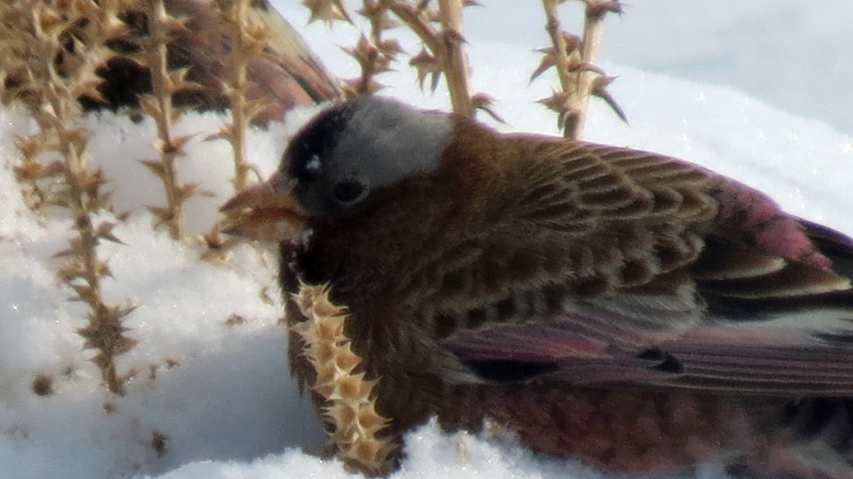 Gray-crowned Rosy-Finch - ML292538051