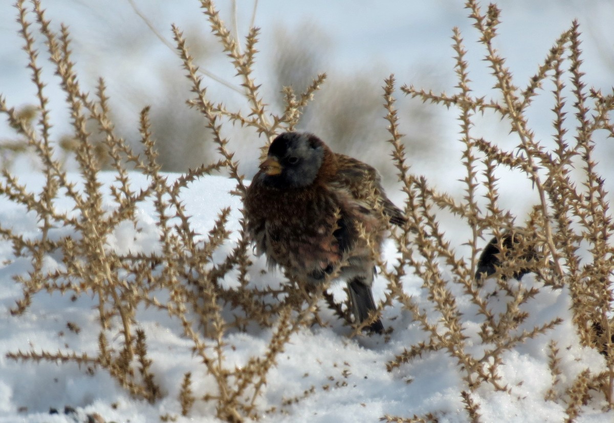 Gray-crowned Rosy-Finch - Kendall Watkins