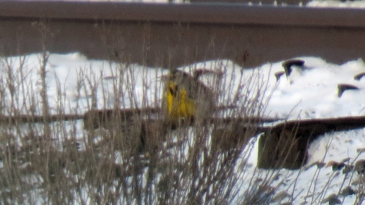 Western Meadowlark - ML292538101