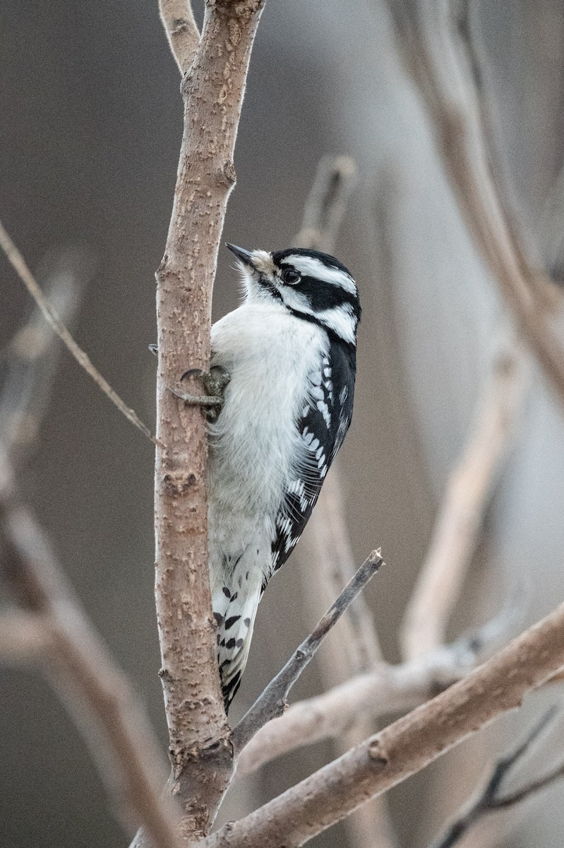 Downy Woodpecker - ML292538311