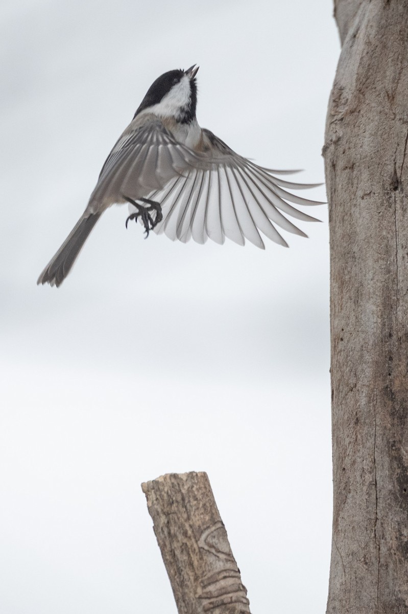 Black-capped Chickadee - Serg Tremblay