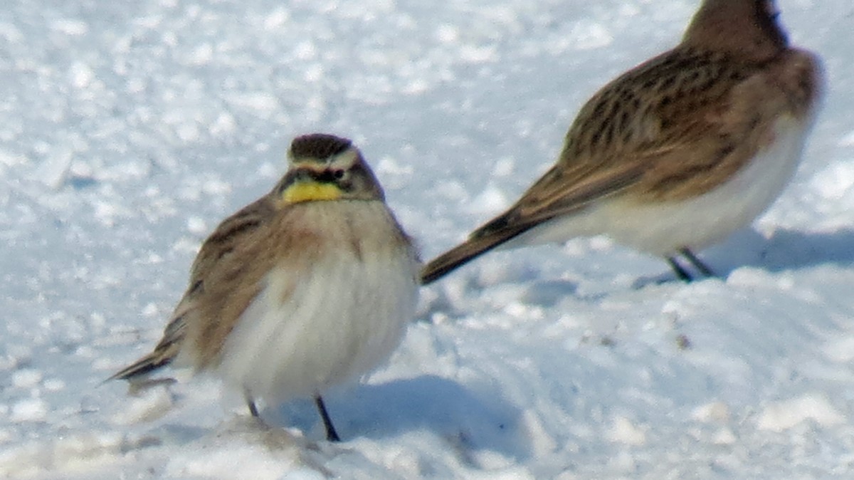 Horned Lark - ML292538431