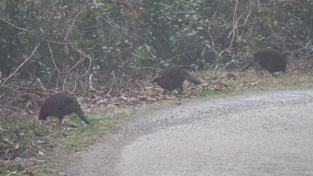 Tragopan satyre - ML292539371