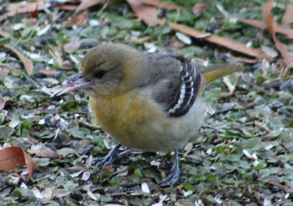 Baltimore Oriole - ML292539391