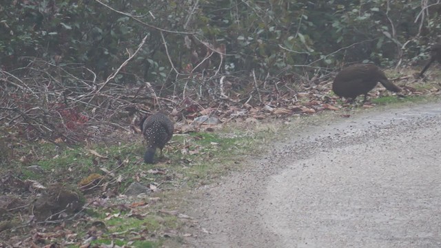 Tragopan satyre - ML292539431