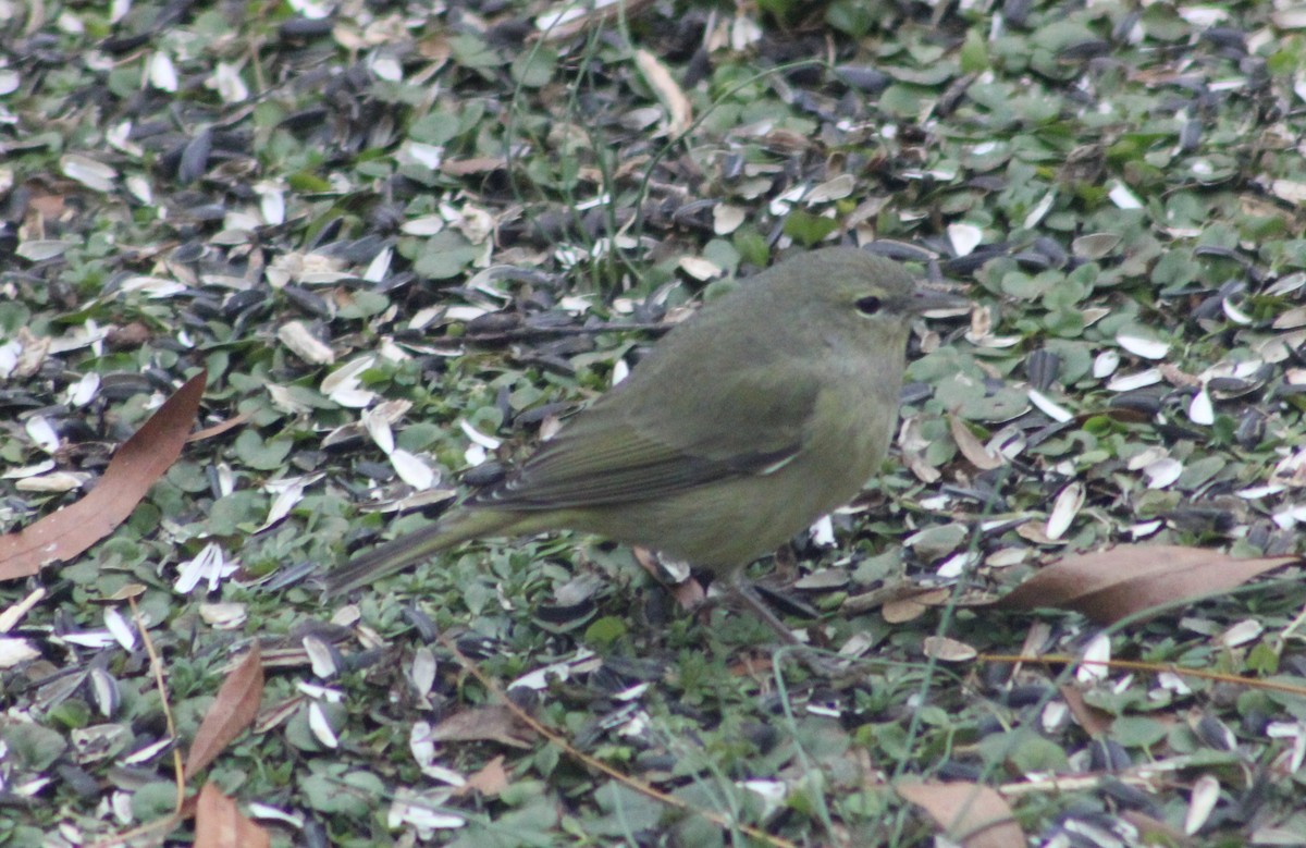 Orange-crowned Warbler - ML292539581